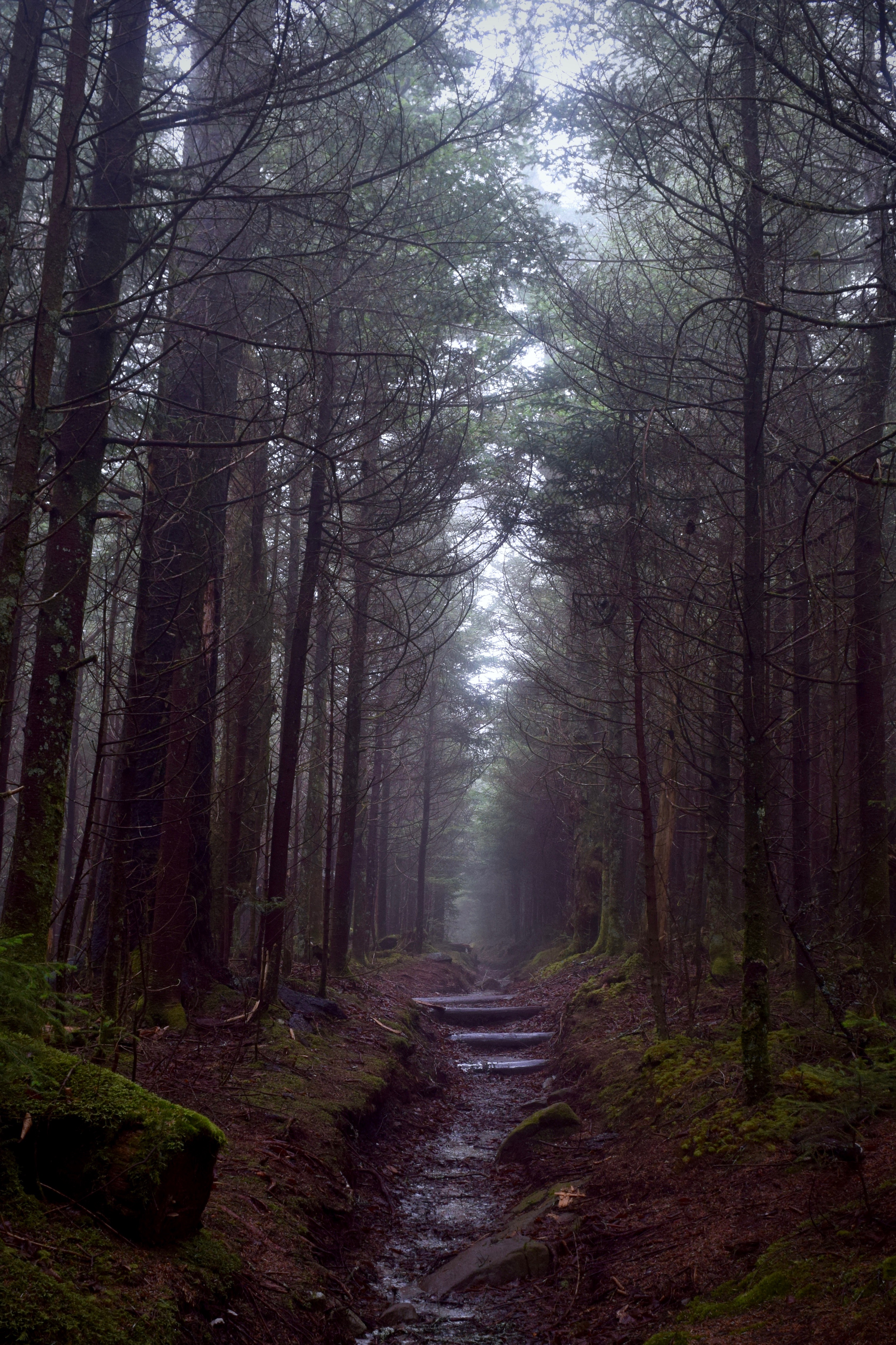 Clingman’s Dome via Newfound Gap