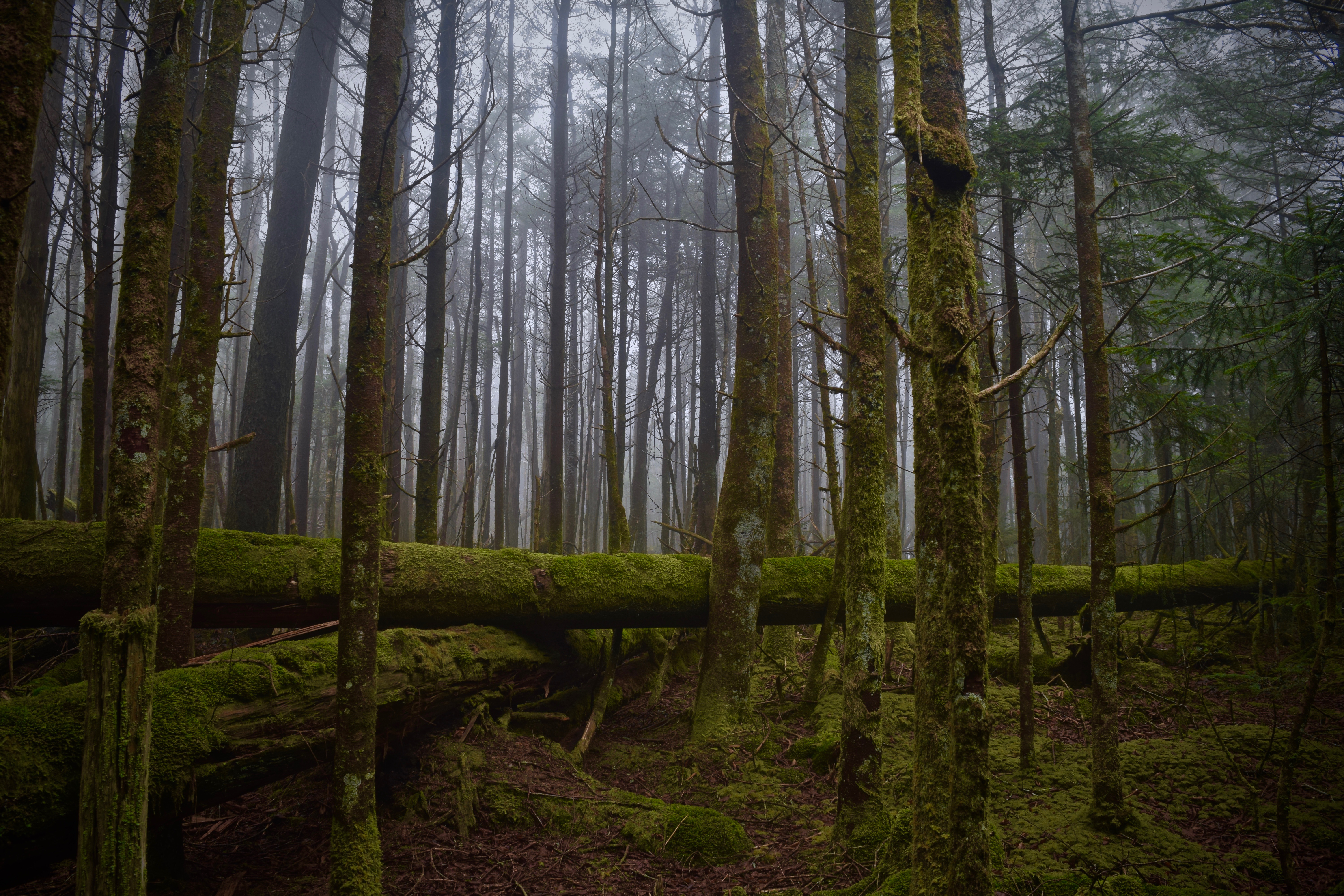 Clingman’s Dome via Newfound Gap