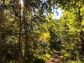 Trail Run in Kjarnaskógur