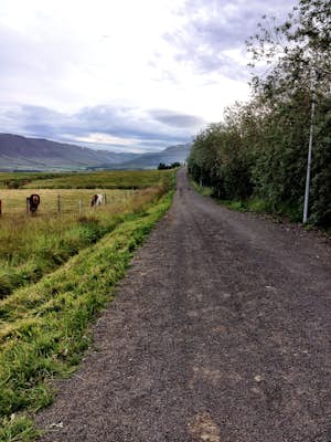 Trail Run in Kjarnaskógur