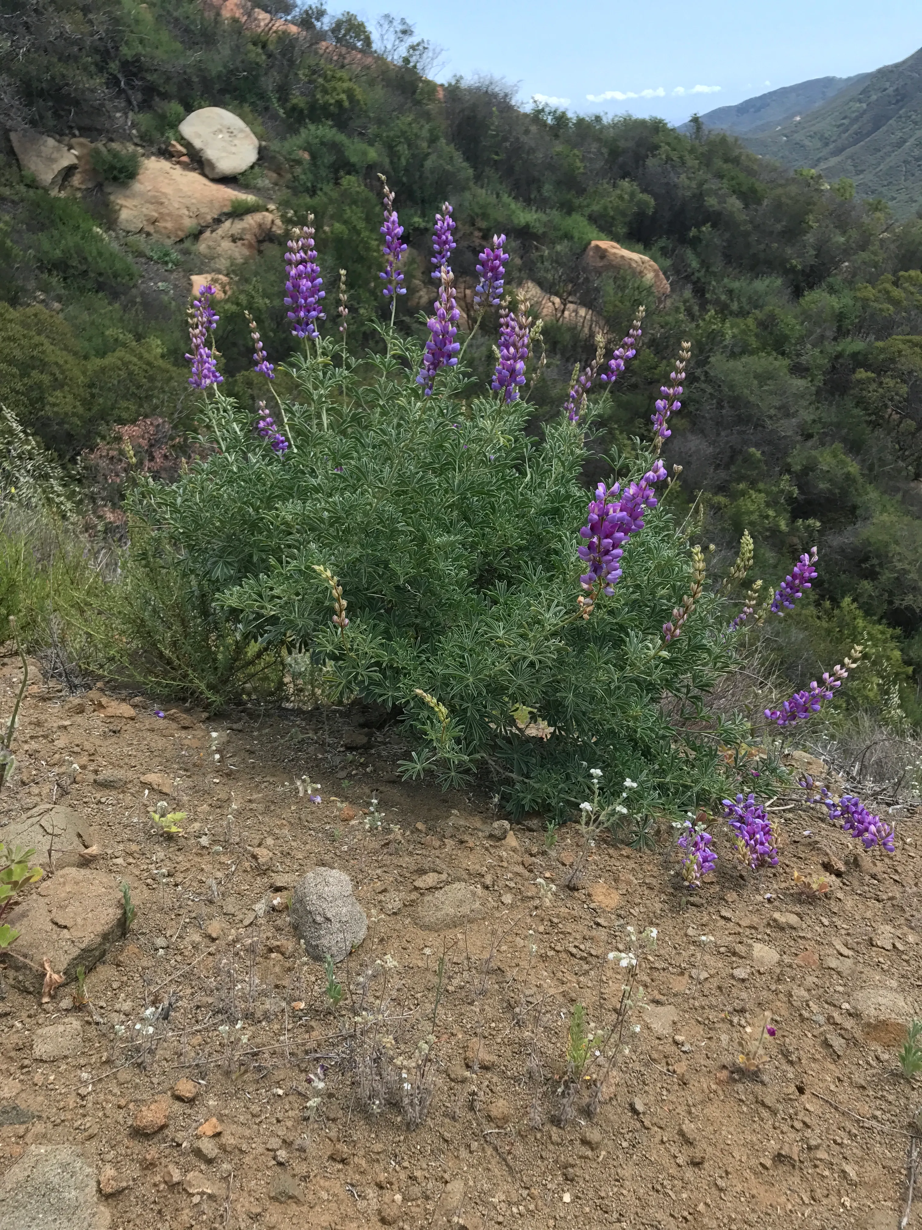 Calabasas Peak Motorway