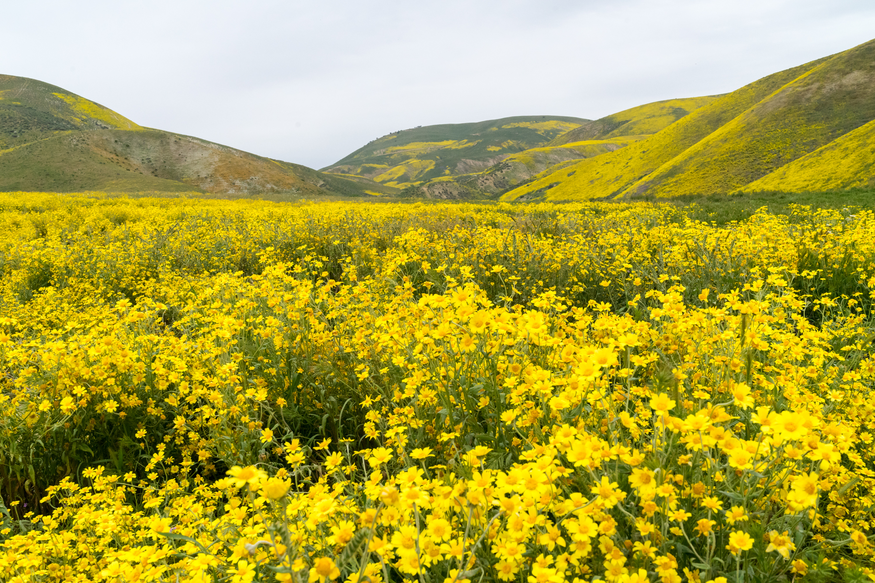Photo of Photograph Wildflowers at Carrizo Plain National Monument