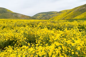 Photograph Wildflowers at Carrizo Plain National Monument