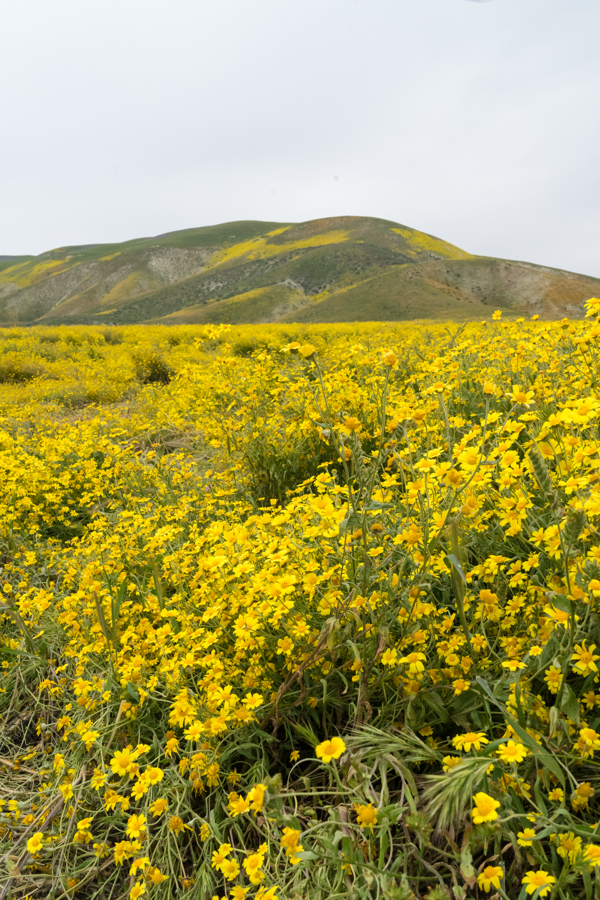 Photograph Wildflowers at Carrizo Plain National Monument