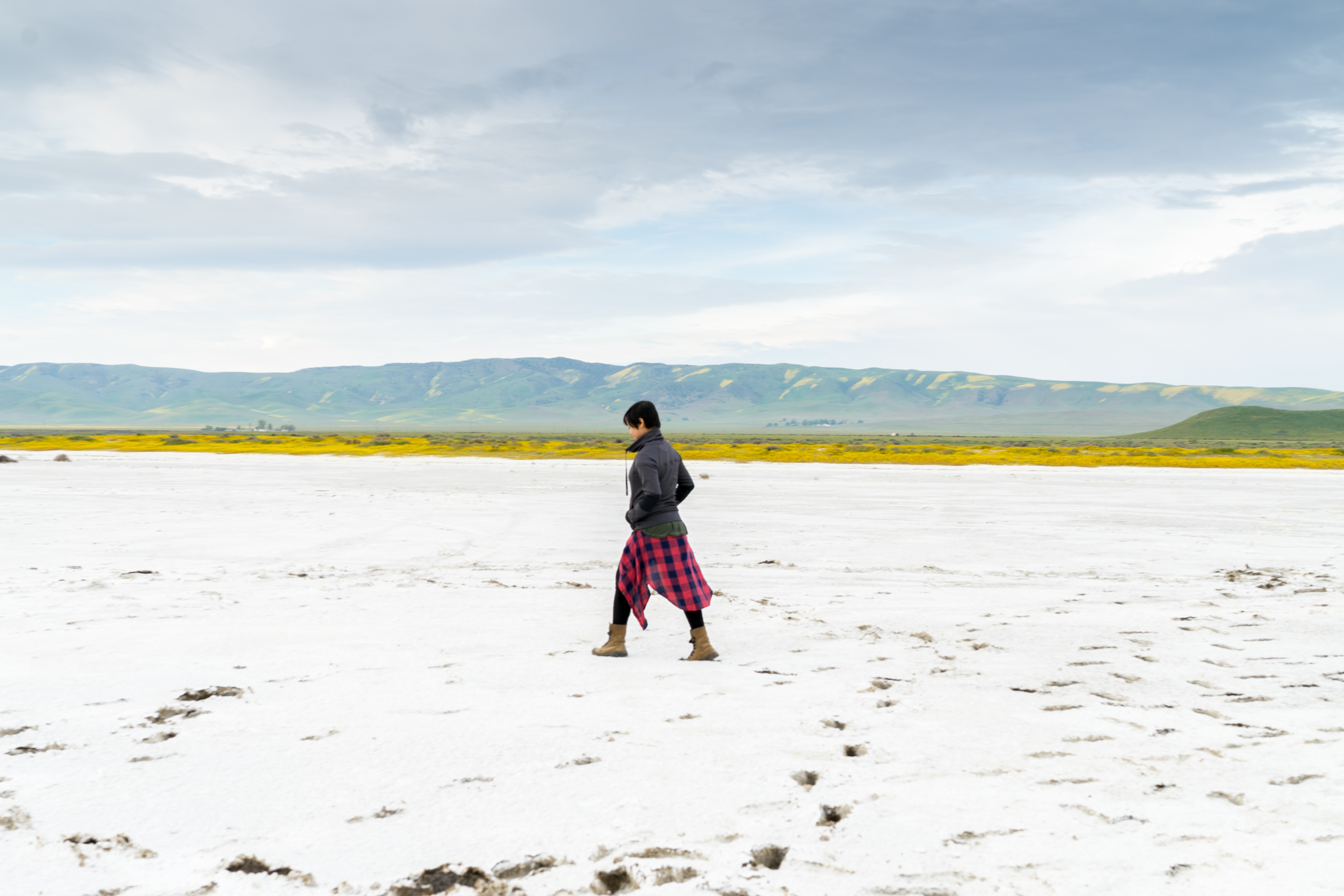 Photograph Wildflowers at Carrizo Plain National Monument