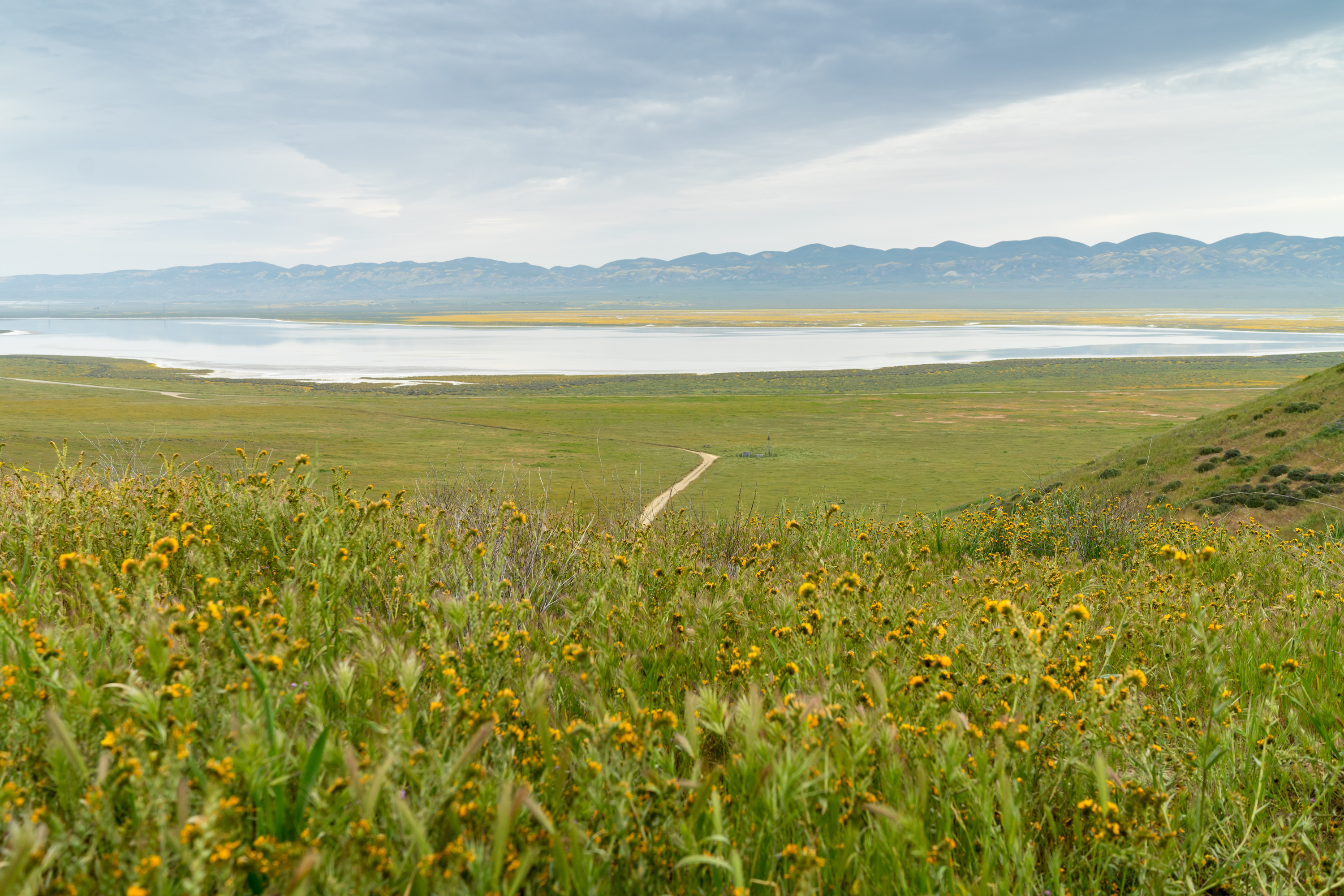 Photograph Wildflowers at Carrizo Plain National Monument
