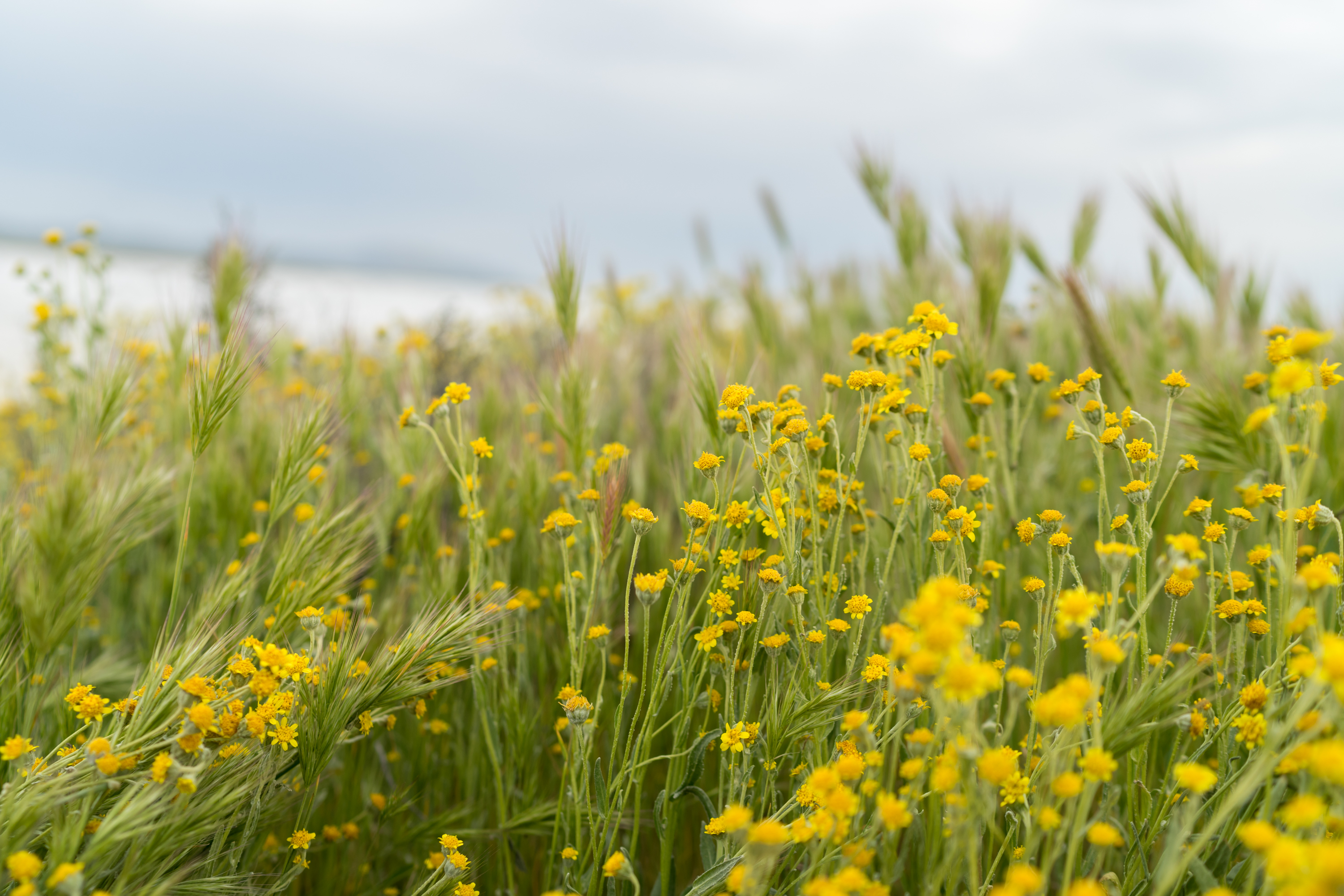 Photograph Wildflowers at Carrizo Plain National Monument