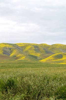 Photograph Wildflowers at Carrizo Plain National Monument
