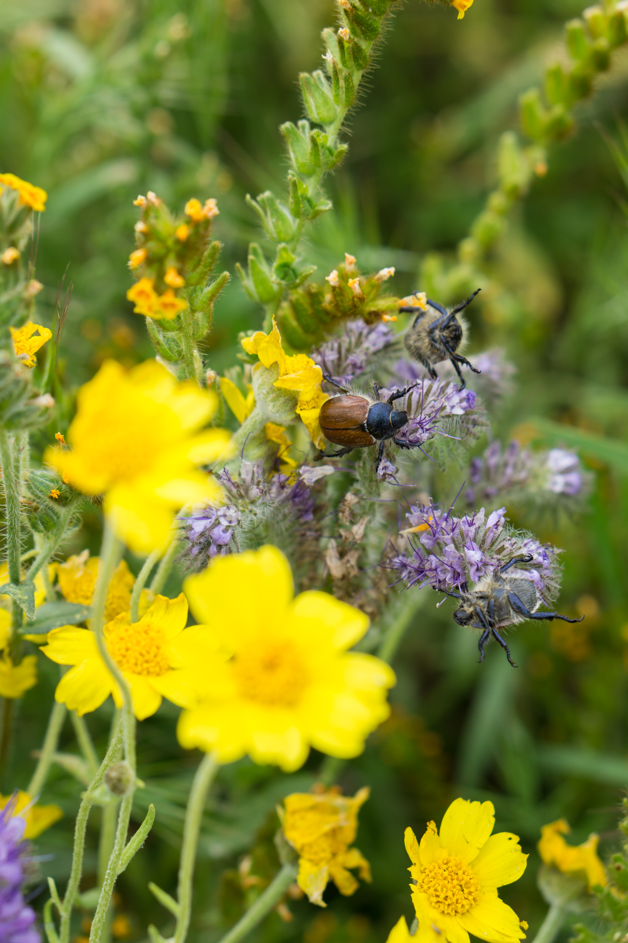 Photograph Wildflowers at Carrizo Plain National Monument