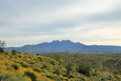 Camp in Four Peaks Wilderness Area, Arizona