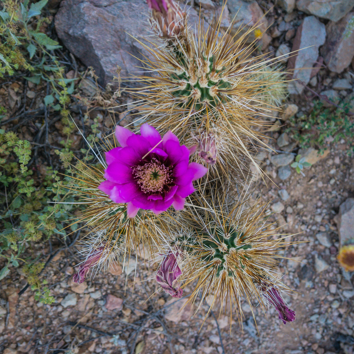 Hike the Go John Trail