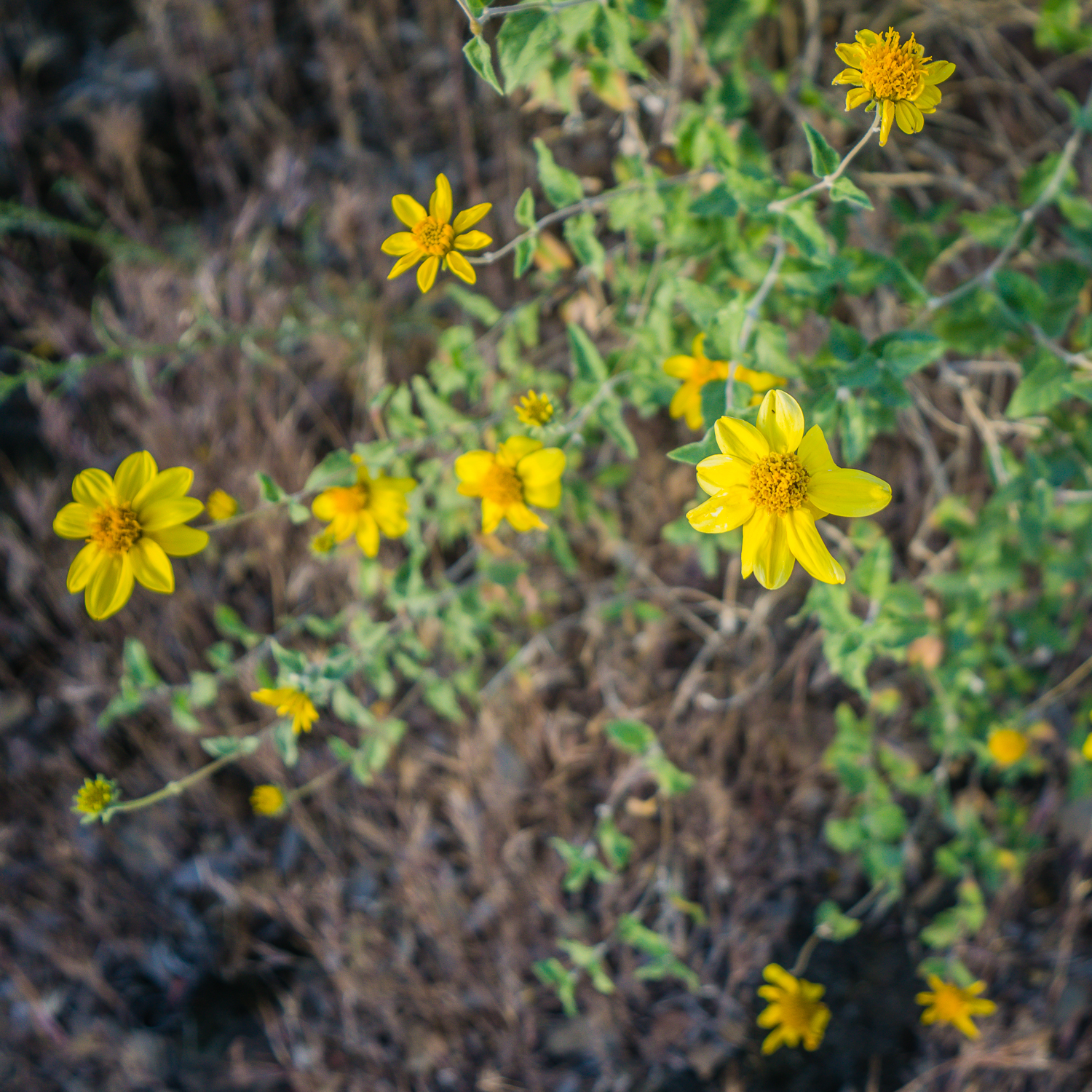 Hike the Go John Trail
