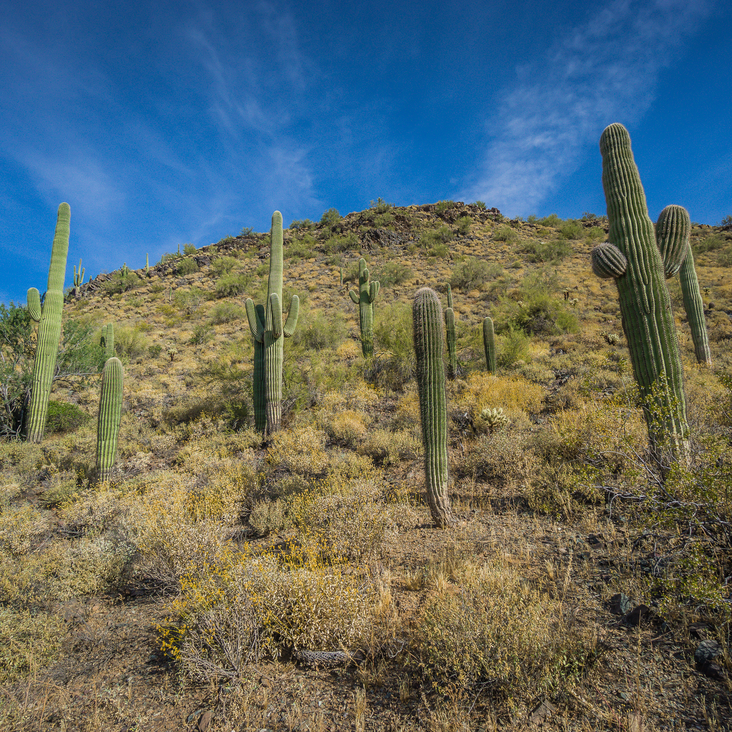 Hike the Go John Trail
