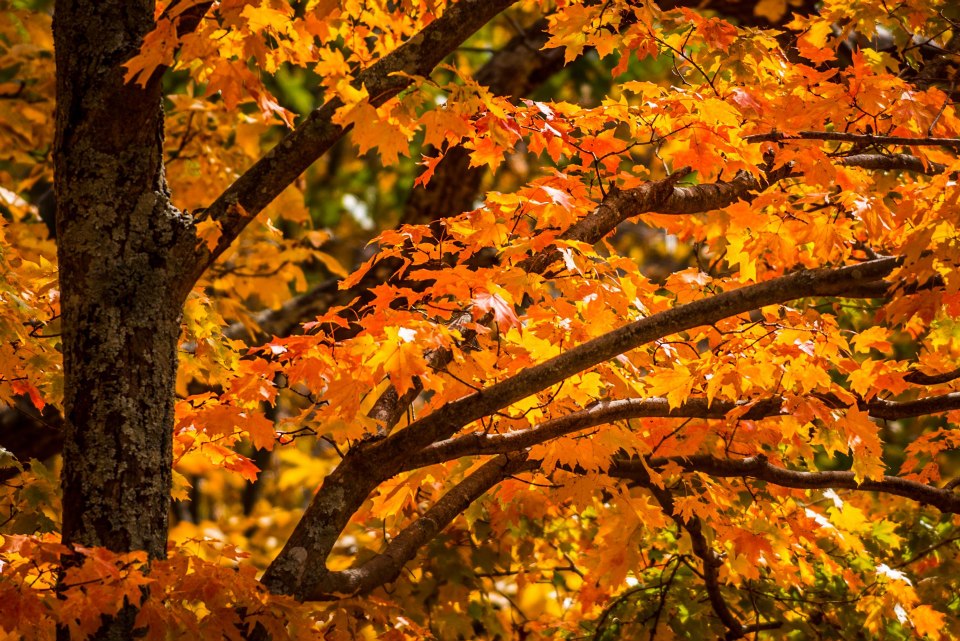 Photo of Hike Cedar Run Falls Trail
