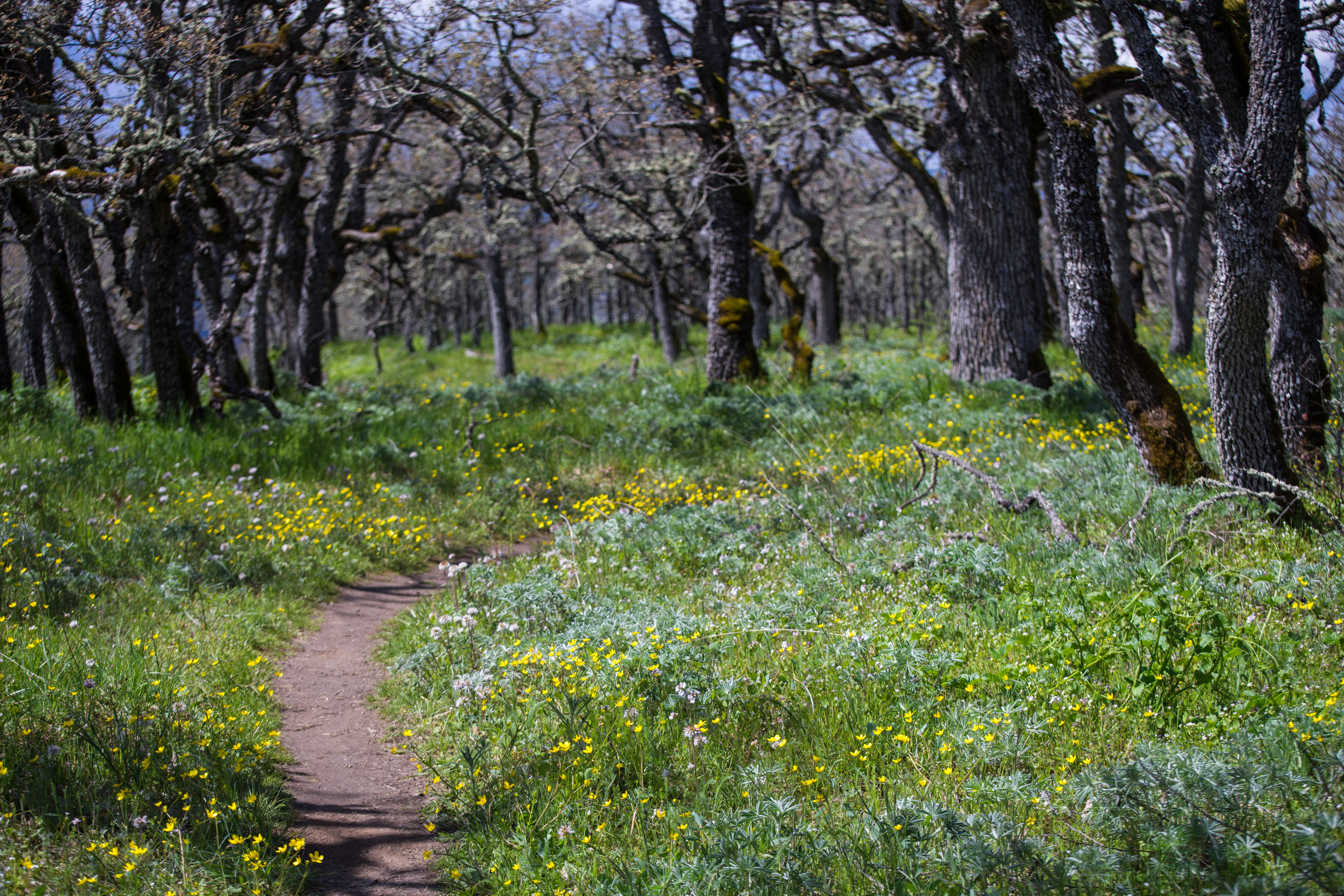 Hike Lyle Cherry Orchard