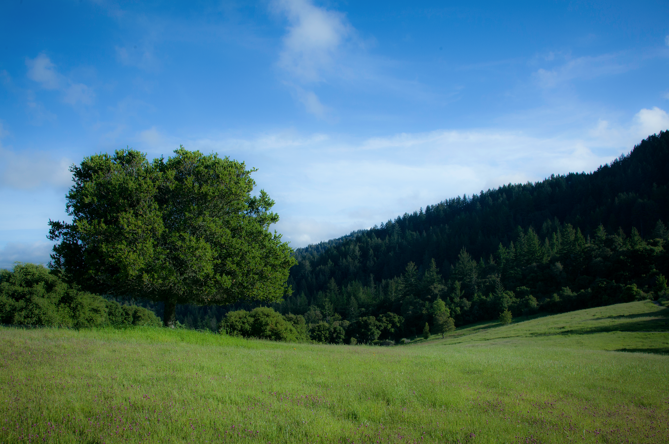 Meadow & Bear Gulch Loop
