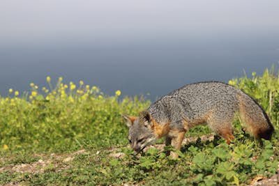 Photograph the Foxes on Santa Cruz Island