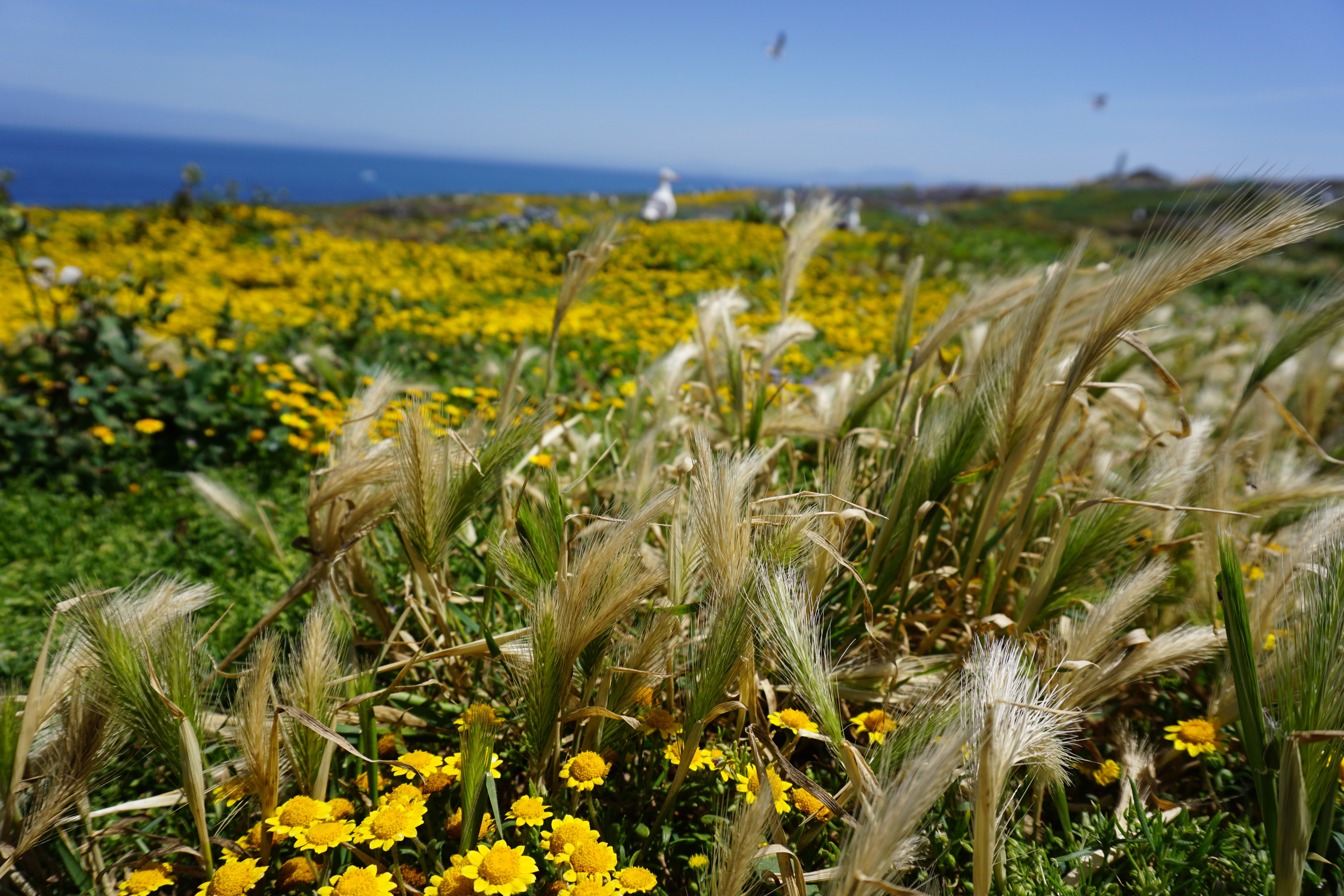 East Anacapa Island Loop
