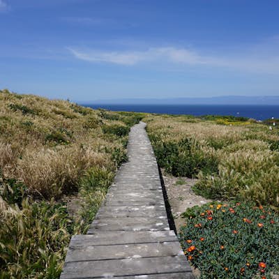 Hike East Anacapa Island of the Channel Islands