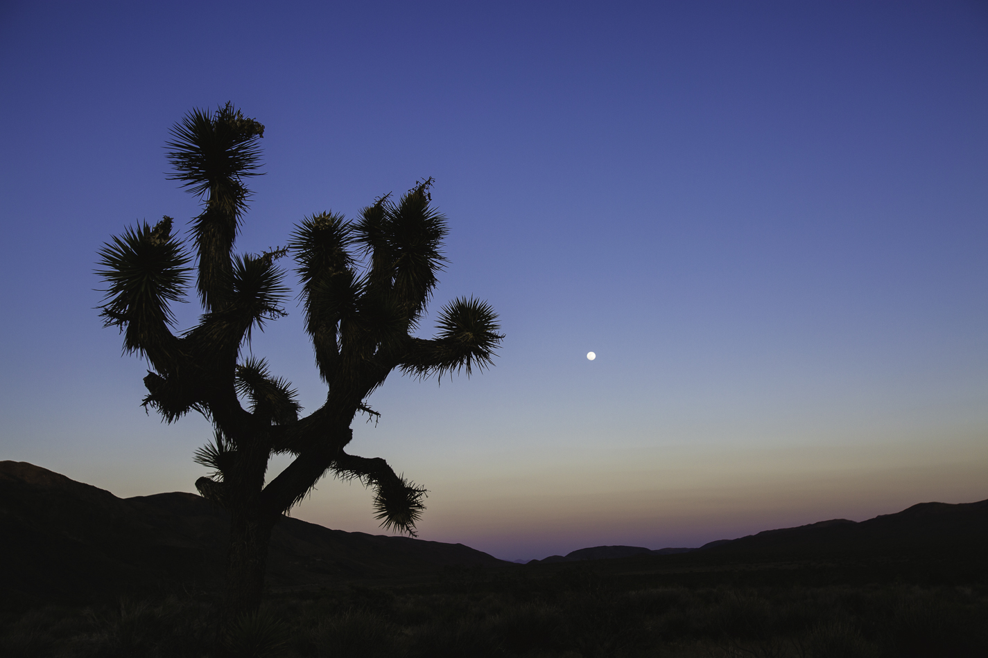 Dispersed Camp at Old Dale Mining District