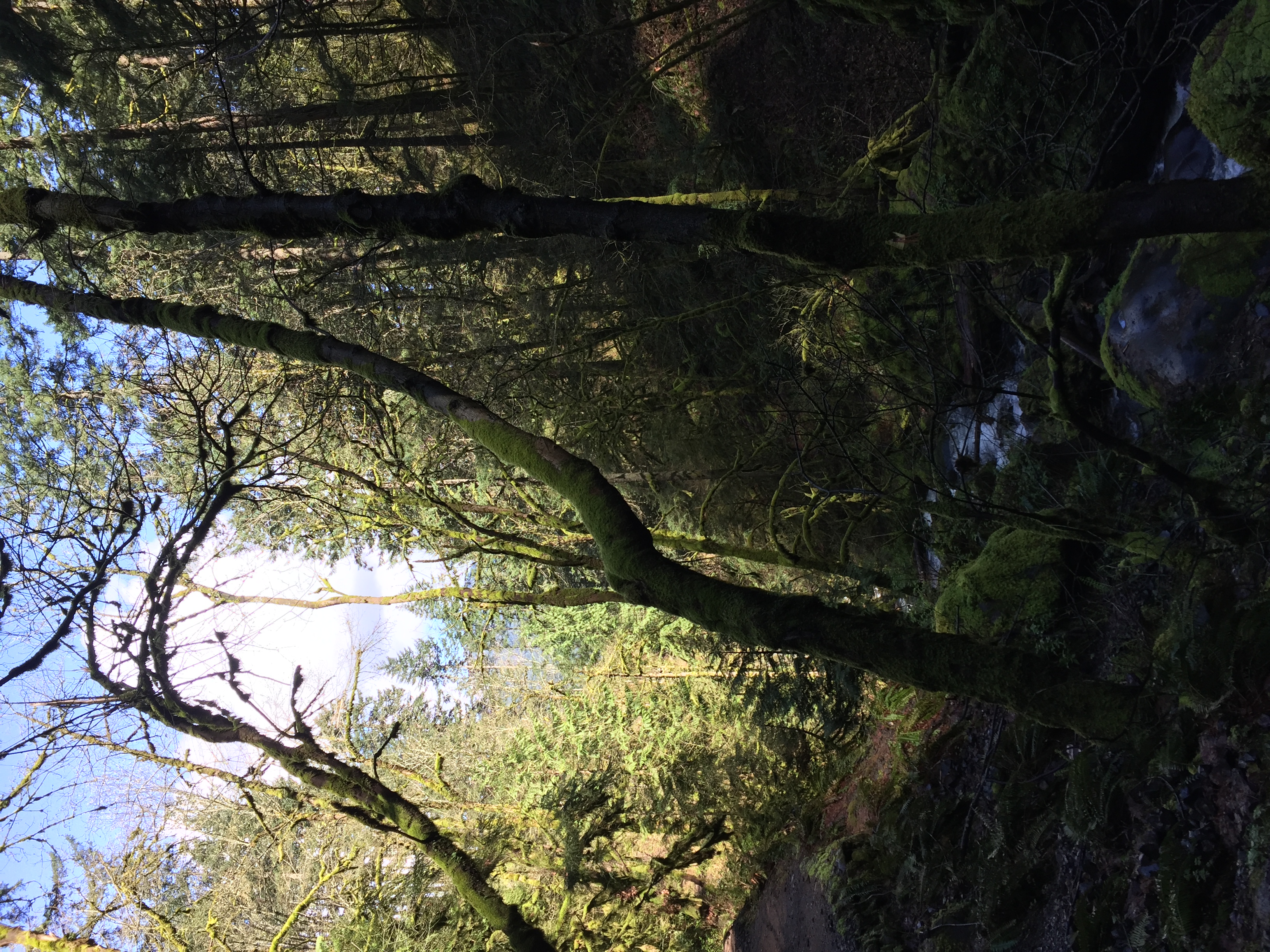 Elowah Falls