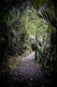 Walk the Truman Track in Paparoa National Park
