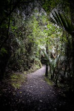 Walk the Truman Track in Paparoa National Park