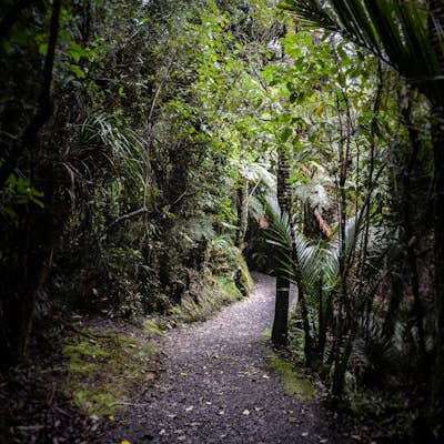 Walk the Truman Track in Paparoa National Park
