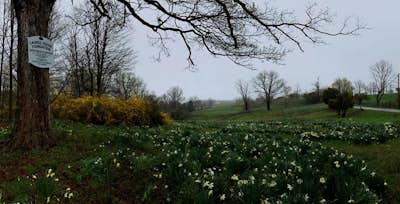 Photograph Daffodils at Laurel Ridge