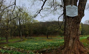Photograph Daffodils at Laurel Ridge