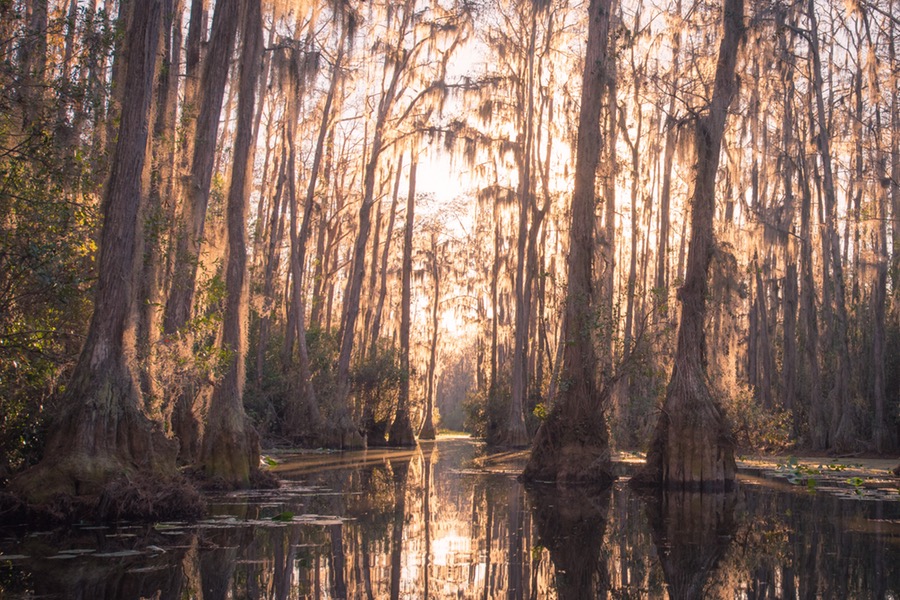 7 Beautiful Photos of Stephen C. Foster State Park