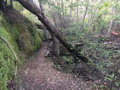 Hike the Yahi Trail in Upper Bidwell Park