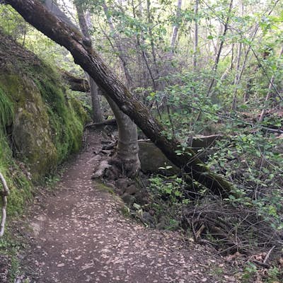 Hike the Yahi Trail in Upper Bidwell Park