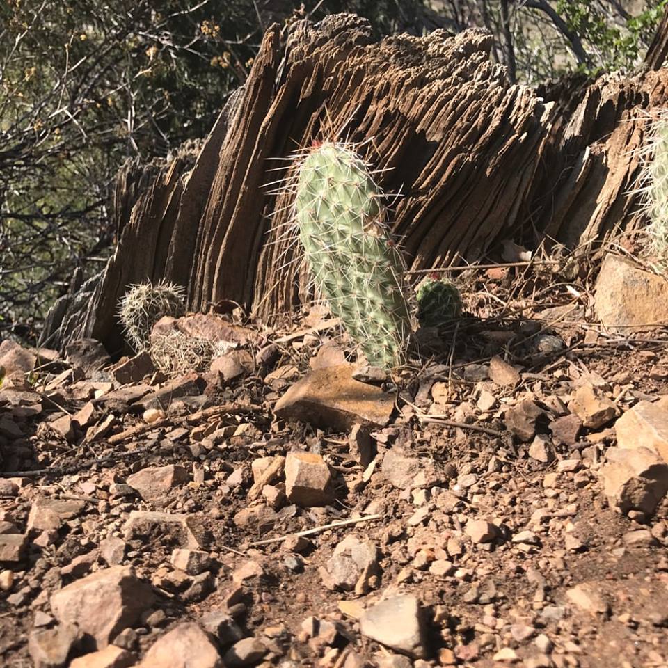 Mount Galbraith Loop via Cedar Gulch