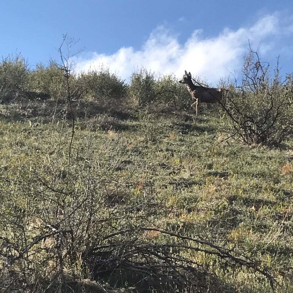 Mount Galbraith Loop via Cedar Gulch