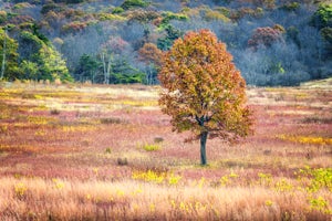 Hike Big Meadows 