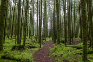 Stroll along the Spirea Nature Trail