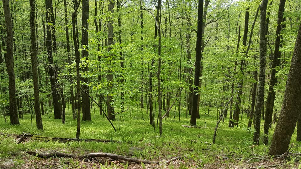 Hike to Jones Gap Falls