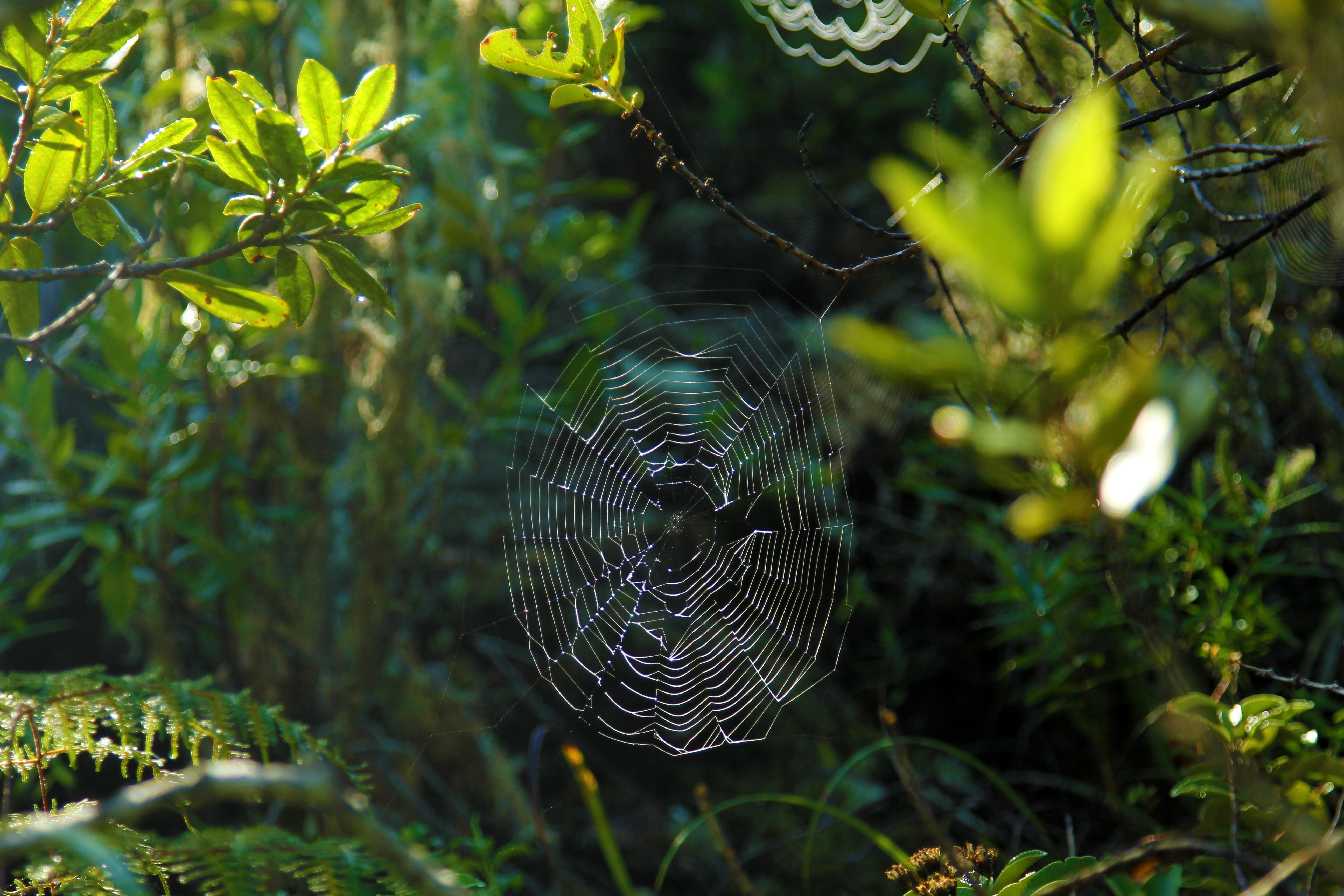 Hike the Summit Track on Rangitoto Island