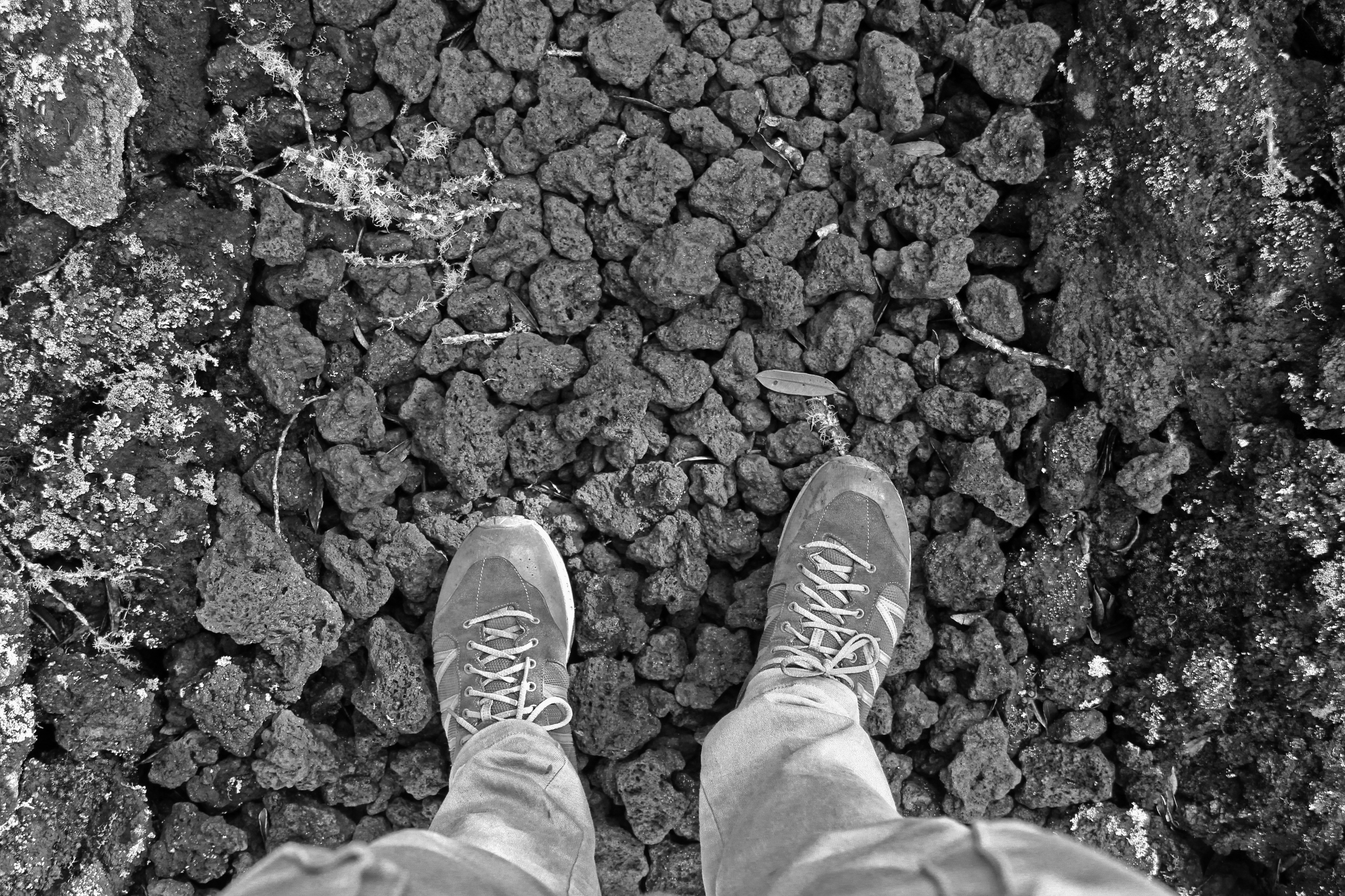 Hike the Summit Track on Rangitoto Island
