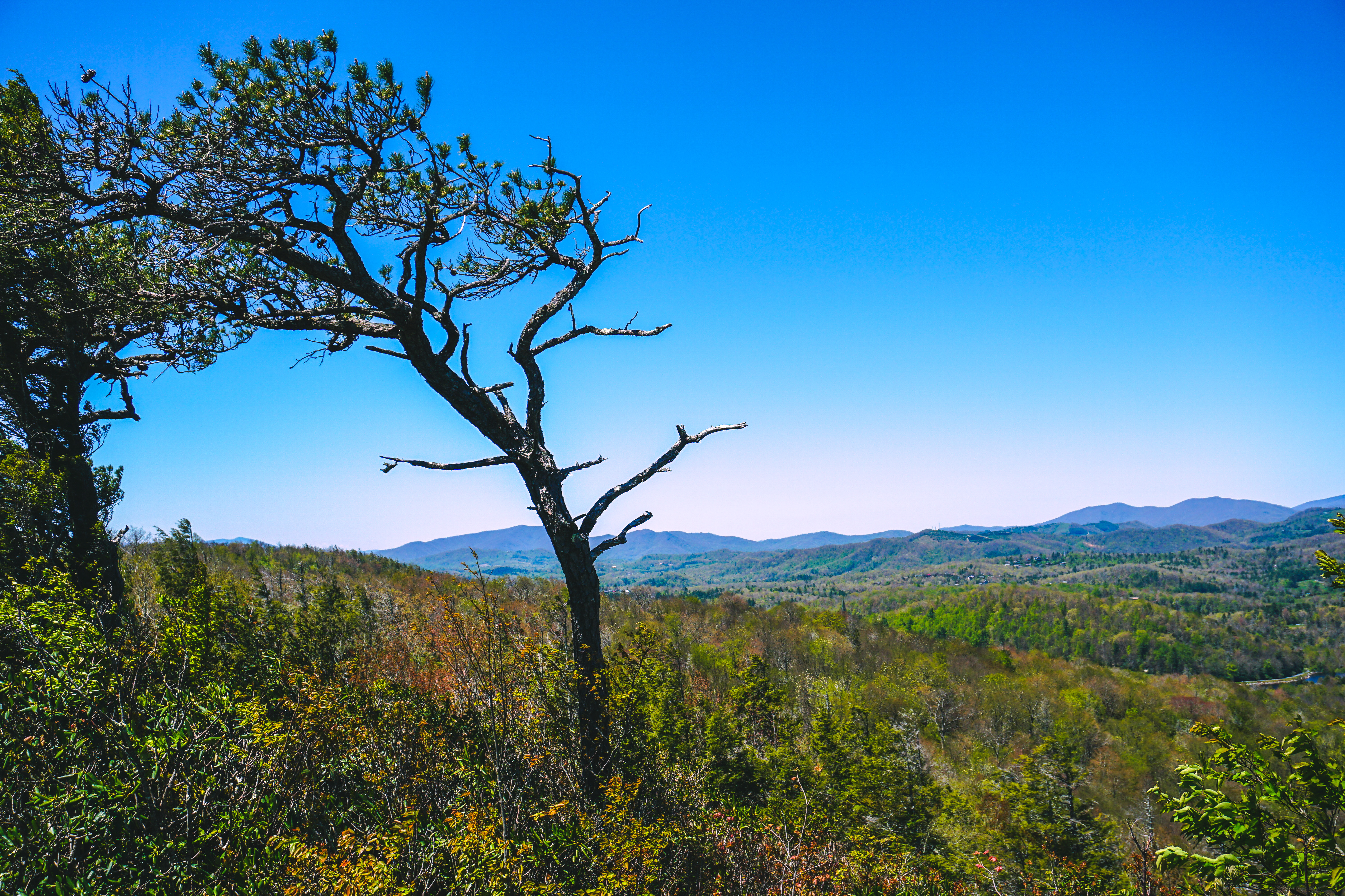 Hike the Flat Rock Trail (NC)