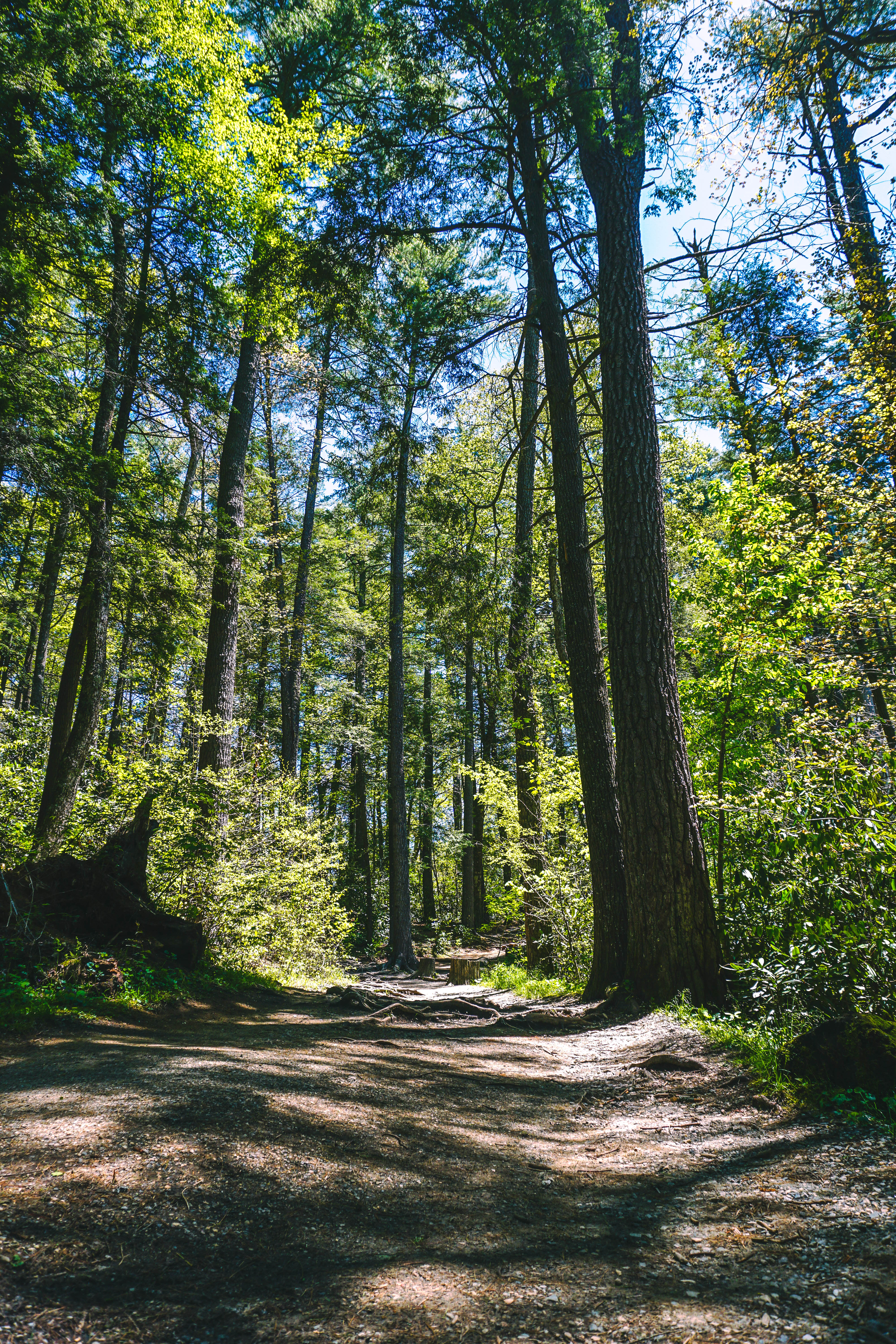 Hike the Flat Rock Trail (NC)