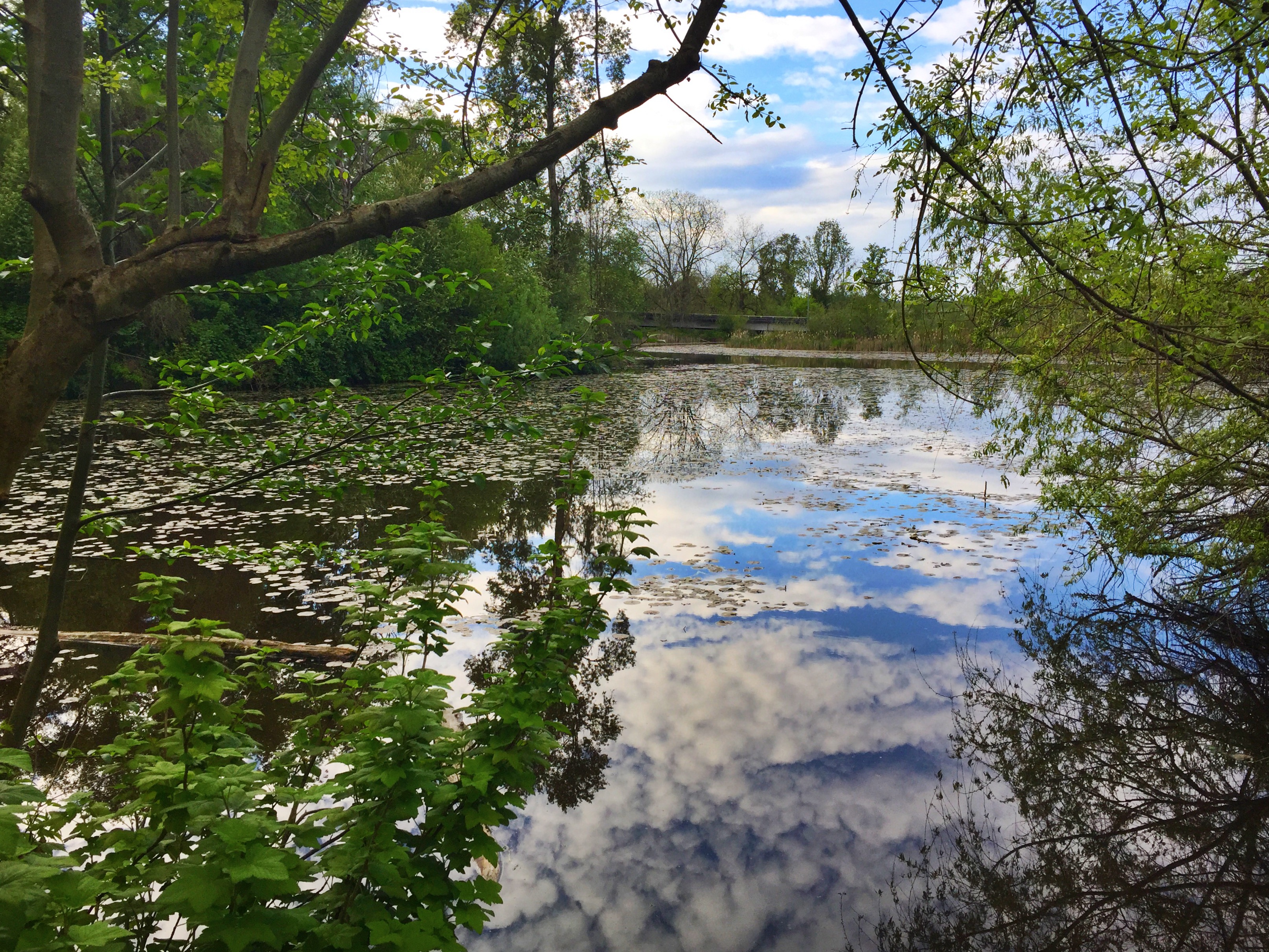 Washington Park Arboretum Loop Trail