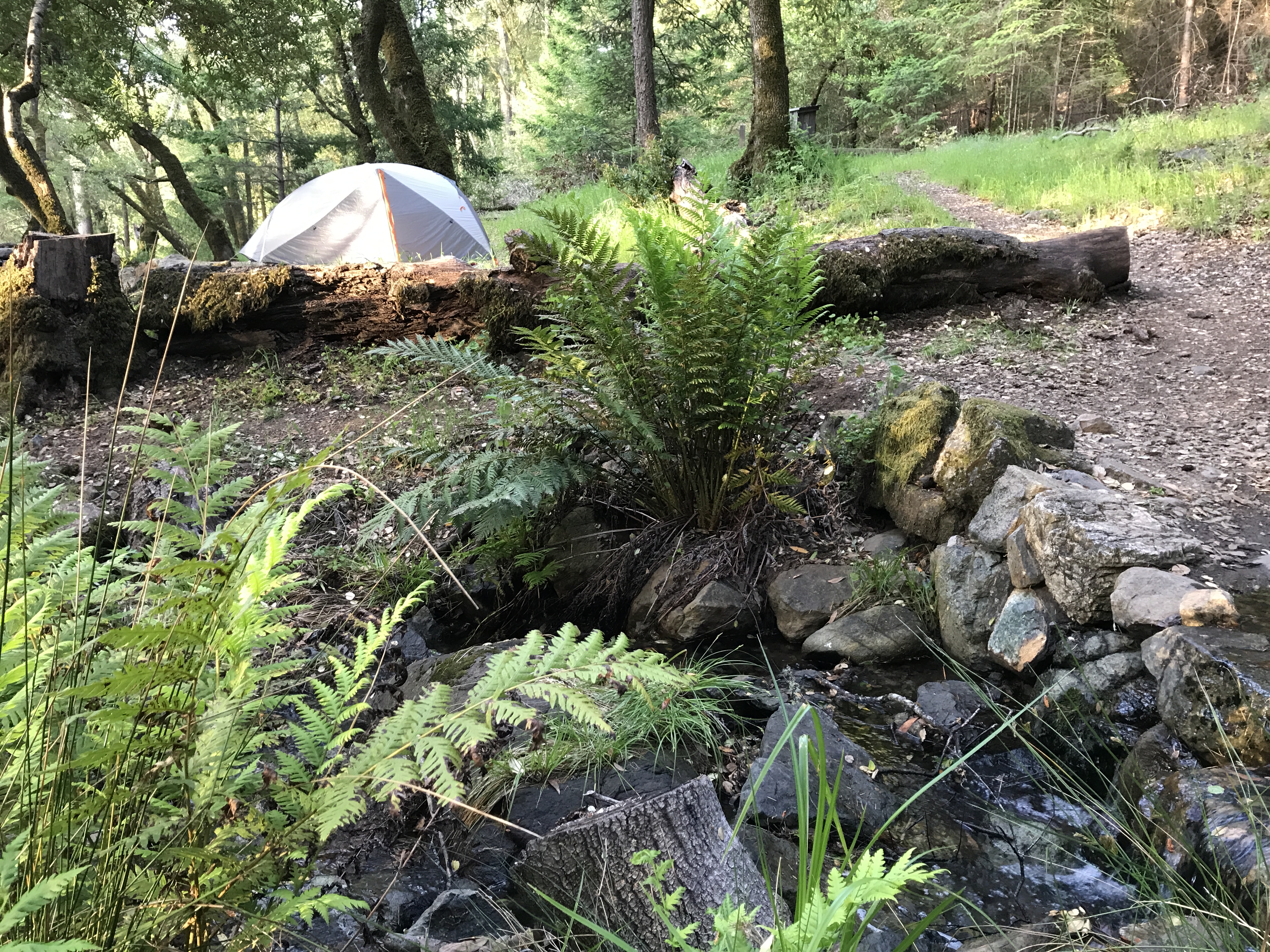 Camp at Bootjack Campground in Mount Tamalpais State Park