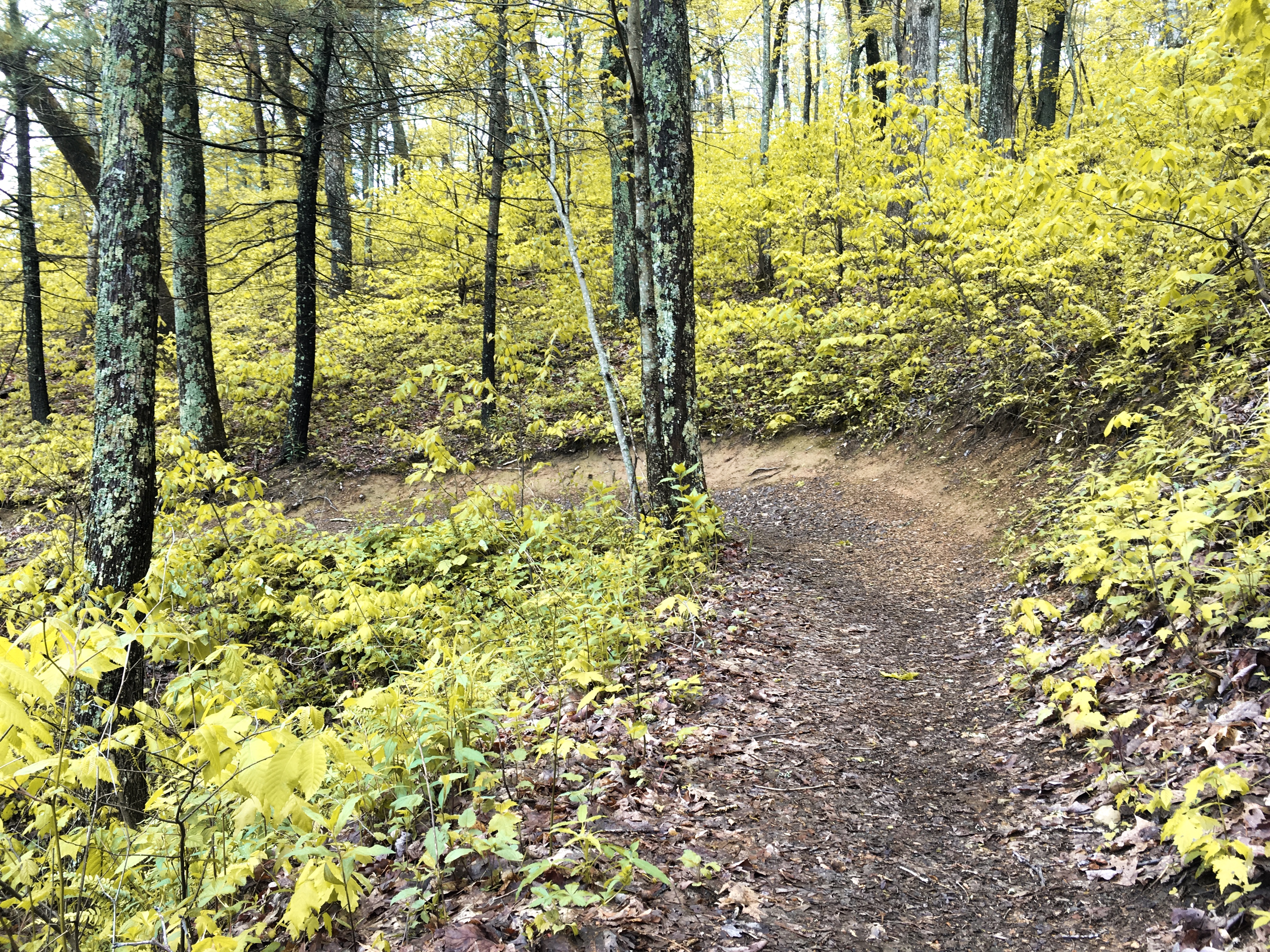Pinnacle Mountain Trail