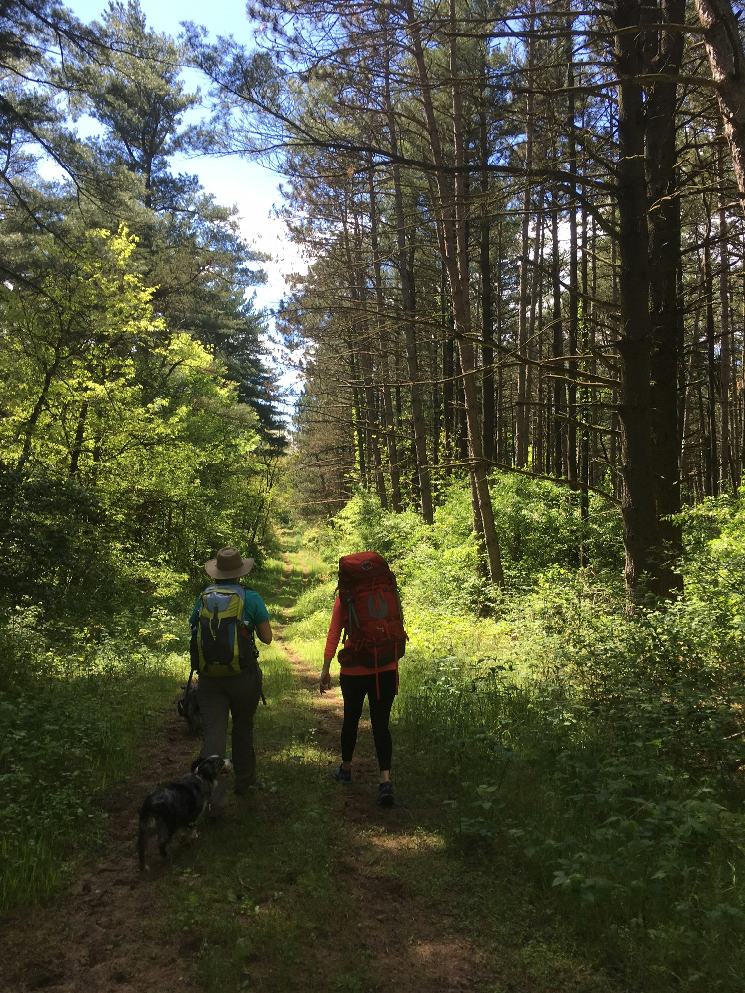 Escape to the Wilderness: Sand Ridge State Forest, Your Gateway to Adventure