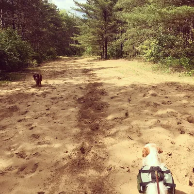 Backpack the Yellow Trail at Sand Ridge State Forest, Sand Ridge State ...