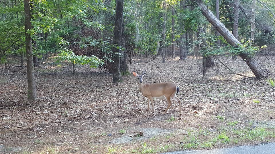 Hike through Santee State Park