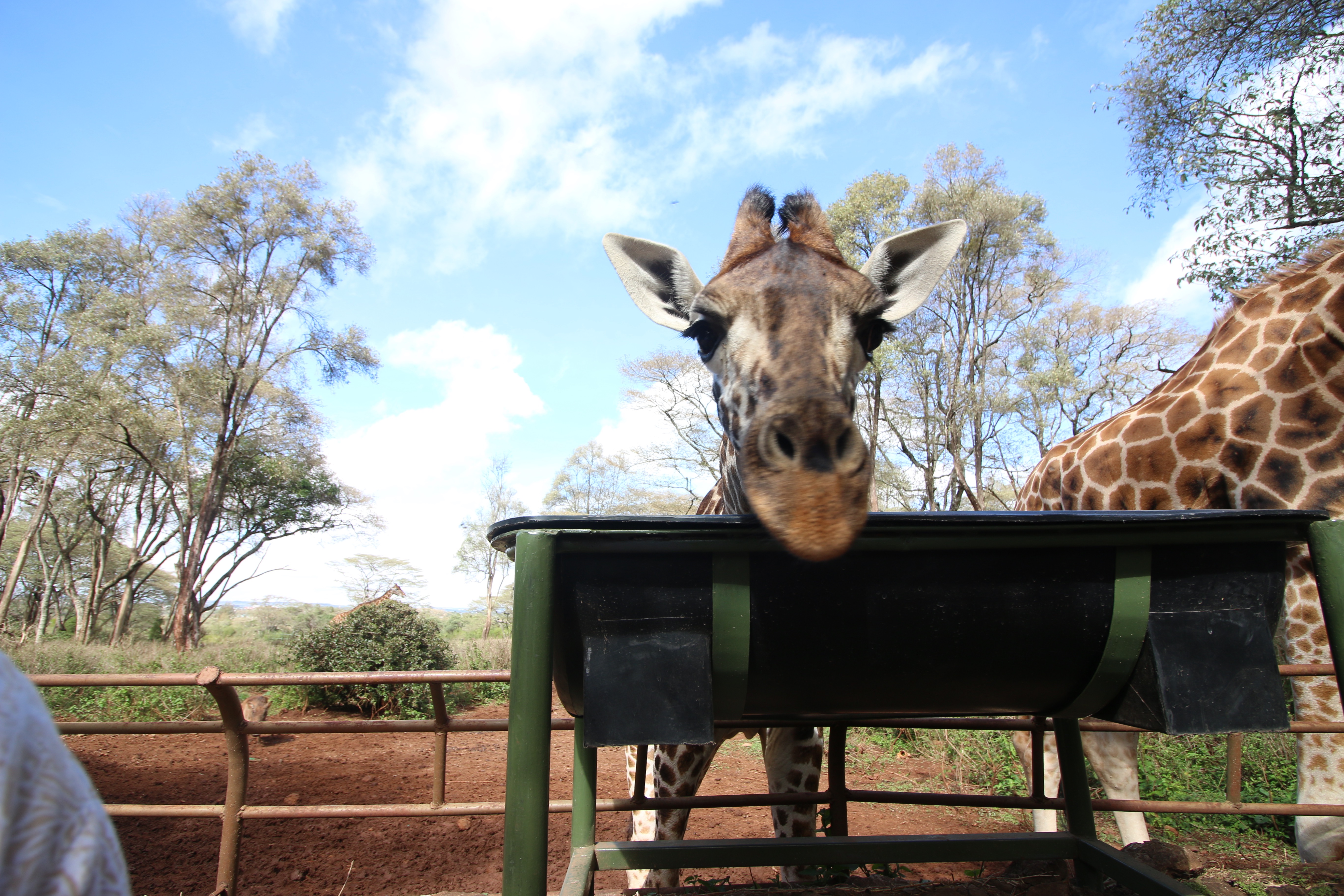 Visit the Giraffe Centre
