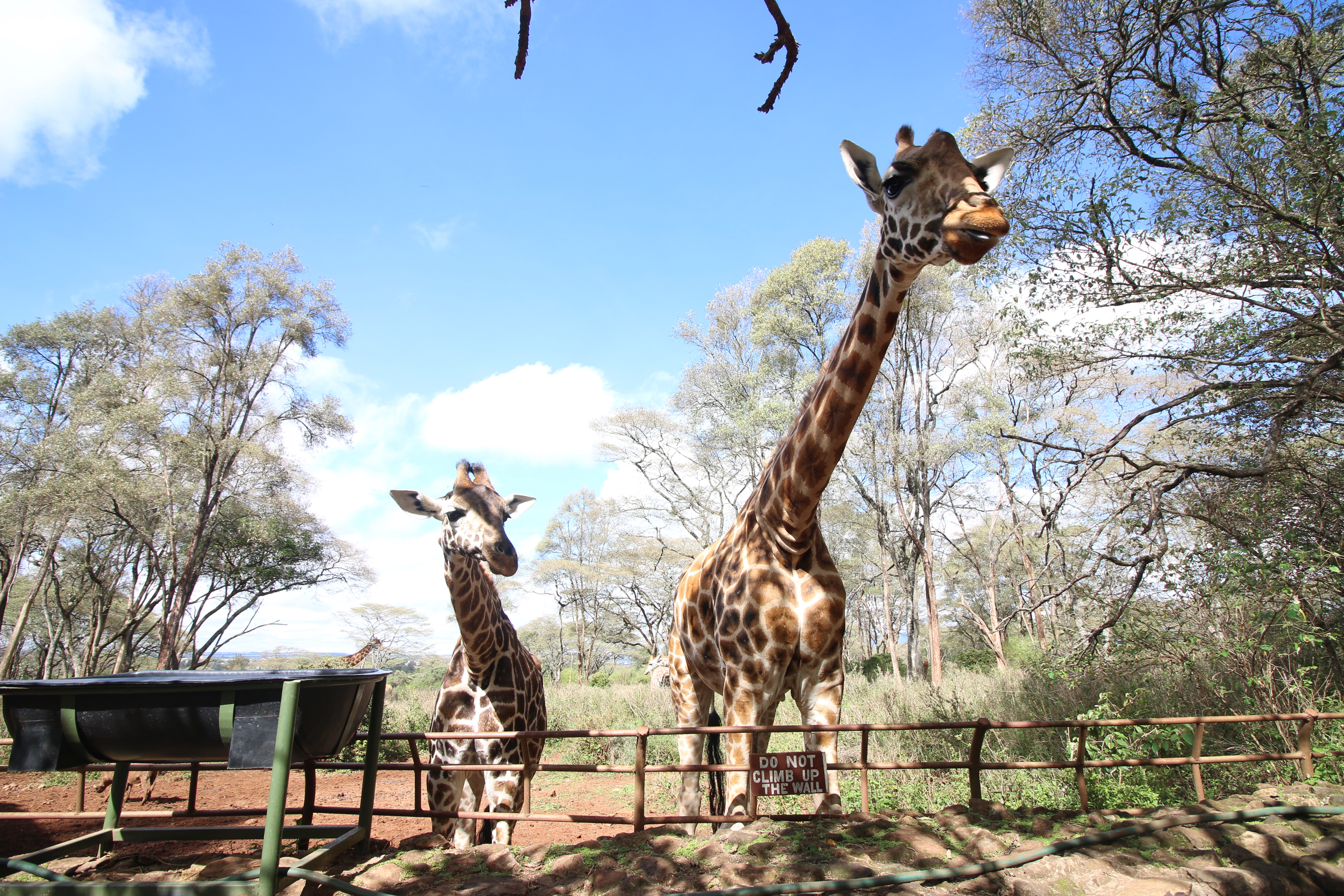 Visit the Giraffe Centre